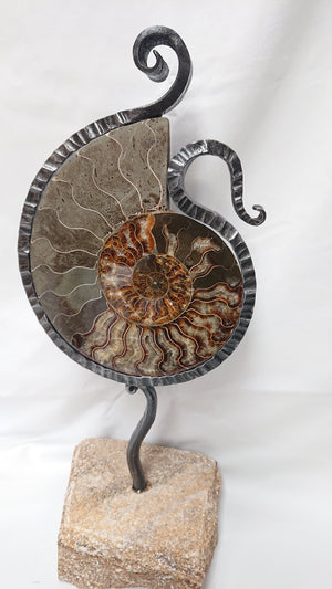 "Ammonite 6"