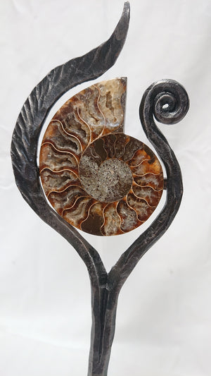 "Ammonite 4"