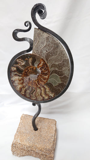 "Ammonite 5"