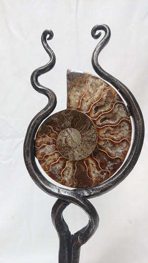 "Ammonite 3"